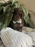 Byron, a male Miniature Goldendoodle for sale in West Haven, CT – 2 of 10