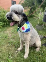 Loki - Neutered, a male Goldendoodle for sale in West Haven, CT – 5 of 10