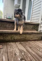 Brawly, a male Miniature Goldendoodle for sale in West Haven, CT – 2 of 10