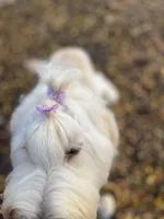 Cammy - F1 STND, a female Goldendoodle for sale in West Haven, CT – Photo 5 of 8