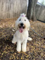 Cammy - F1 STND, a female Goldendoodle for sale in West Haven, CT – Photo 1 of 8