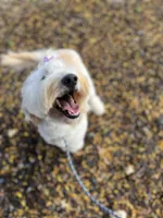 Cammy - F1 STND, a female Goldendoodle for sale in West Haven, CT – Photo 6 of 8