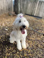 Cammy - F1 STND, a female Goldendoodle for sale in West Haven, CT – Photo 8 of 8