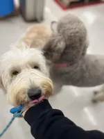 Cammy - F1 STND, a female Goldendoodle for sale in West Haven, CT – Photo 3 of 8