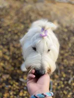 Cammy - F1 STND, a female Goldendoodle for sale in West Haven, CT – Photo 7 of 8