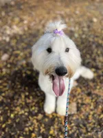 Cammy - F1 STND, a female Goldendoodle for sale in West Haven, CT – Photo 2 of 8