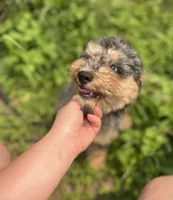 Falkner, a male Miniature Goldendoodle for sale in West Haven, CT – 7 of 8