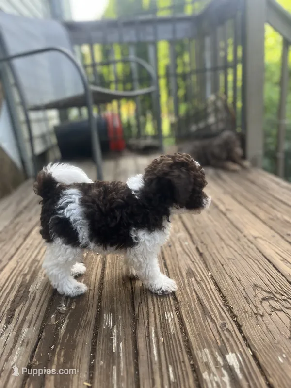 Bear – Miniature Goldendoodle puppy for sale in West Haven, CT