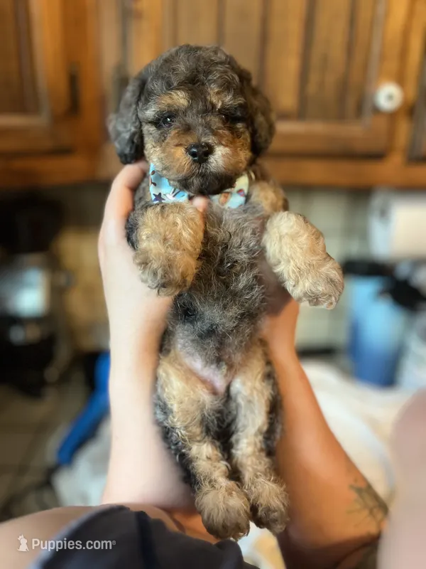 Falkner – Miniature Goldendoodle puppy for sale in West Haven, CT