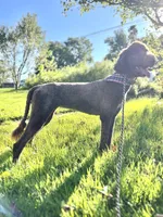 Egret, a female Goldendoodle for sale in West Haven, CT – 4 of 10
