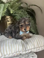 Falkner, a male Miniature Goldendoodle for sale in West Haven, CT – 3 of 10