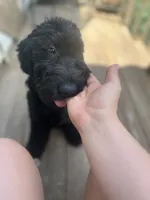 Valentino, a male Goldendoodle for sale in West Haven, CT – 8 of 10
