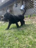 Scarlet, a female Goldendoodle for sale in West Haven, CT – Photo 6 of 10