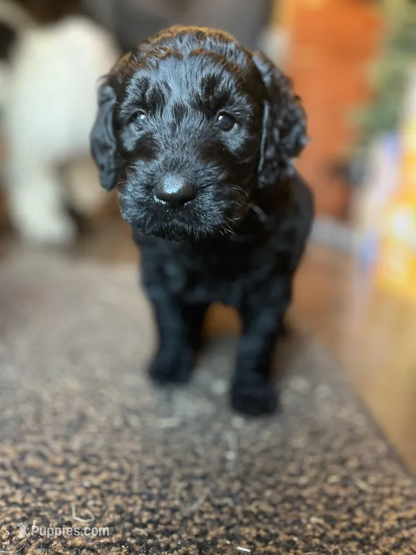 Scarlet – Goldendoodle puppy for sale in West Haven, CT