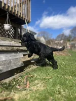Scarlet, a female Goldendoodle for sale in West Haven, CT – Photo 8 of 10