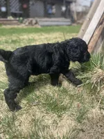 Scarlet, a female Goldendoodle for sale in West Haven, CT – Photo 10 of 10