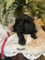 Scarlet, a female Goldendoodle for sale in West Haven, CT – Photo 4 of 10