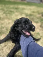 Scarlet, a female Goldendoodle for sale in West Haven, CT – Photo 2 of 10