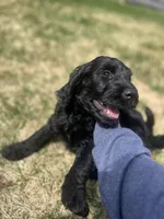 Scarlet, a female Goldendoodle for sale in West Haven, CT – Photo 5 of 10