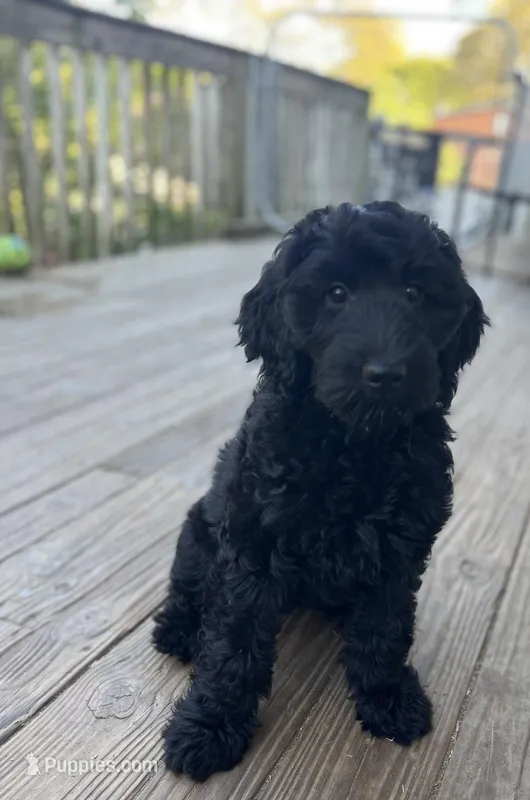 Scarlet, a female Goldendoodle for sale in West Haven, CT – 1 of 10