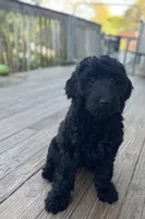 Scarlet, a female Goldendoodle for sale in West Haven, CT – 2 of 10