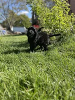 Scarlet, a female Goldendoodle for sale in West Haven, CT – 9 of 10