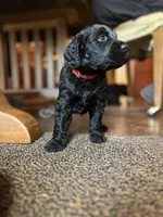 Scarlet, a female Goldendoodle for sale in West Haven, CT – Photo 10 of 10