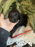 Scarlet, a female Goldendoodle for sale in West Haven, CT – Photo 3 of 10