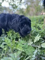 Scarlet, a female Goldendoodle for sale in West Haven, CT – 5 of 10
