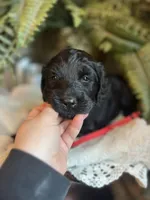 Scarlet, a female Goldendoodle for sale in West Haven, CT – Photo 2 of 10
