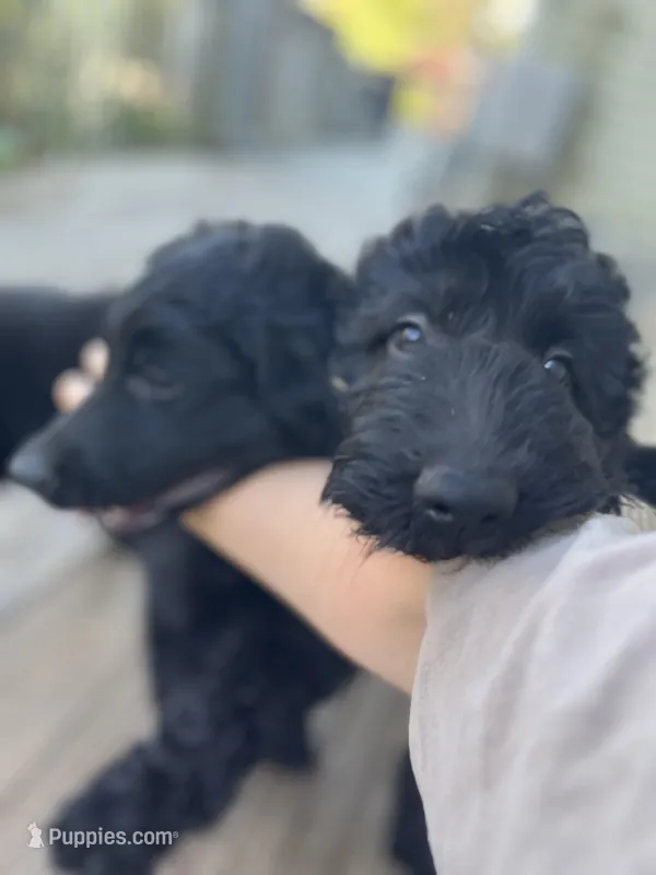 Scarlet – Goldendoodle puppy for sale in West Haven, CT