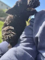 Scarlet, a female Goldendoodle for sale in West Haven, CT – 3 of 10