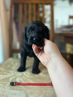 Scarlet, a female Goldendoodle for sale in West Haven, CT – Photo 6 of 10