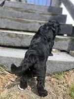 Scarlet, a female Goldendoodle for sale in West Haven, CT – Photo 9 of 10