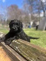 Scarlet, a female Goldendoodle for sale in West Haven, CT – Photo 3 of 10