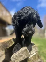 Scarlet, a female Goldendoodle for sale in West Haven, CT – Photo 4 of 10