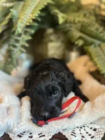 Scarlet, a female Goldendoodle for sale in West Haven, CT – Photo 9 of 10