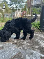 Scarlet, a female Goldendoodle for sale in West Haven, CT – 7 of 10