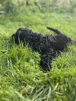Scarlet, a female Goldendoodle for sale in West Haven, CT – 6 of 10