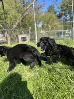 Scarlet, a female Goldendoodle for sale in West Haven, CT – 10 of 10