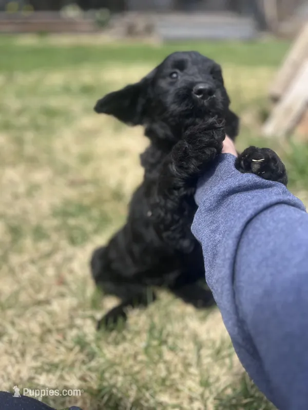 Scarlet – Goldendoodle puppy for sale in West Haven, CT