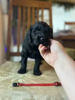 Scarlet, a female Goldendoodle for sale in West Haven, CT – Photo 7 of 10
