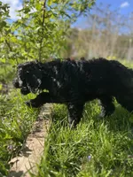 Scarlet, a female Goldendoodle for sale in West Haven, CT – 8 of 10