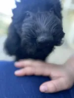 Scarlet, a female Goldendoodle for sale in West Haven, CT – 4 of 10