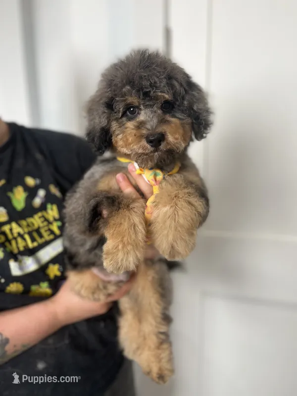 Falkner – Miniature Goldendoodle puppy for sale in West Haven, CT