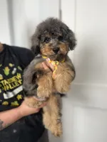 Falkner, a male Miniature Goldendoodle for sale in West Haven, CT – 1 of 10