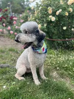 Loki - Neutered, a male Goldendoodle for sale in West Haven, CT – 8 of 10