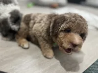 Red, a male Miniature Goldendoodle for sale in West Haven, CT – 3 of 10