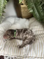 Red - large mini, a male Miniature Goldendoodle for sale in West Haven, CT – 5 of 9