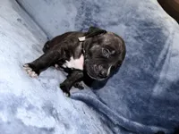 Designer, a female American Bully for sale in Williamstown, NJ – Photo 5 of 10